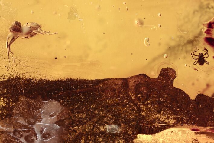 Detailed Fossil Ant, Fungus Gnat, and Mite in Baltic Amber #273190